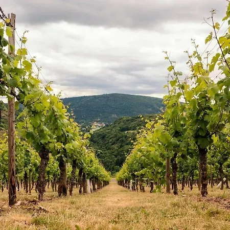 Gemuetliches Im Weingut *